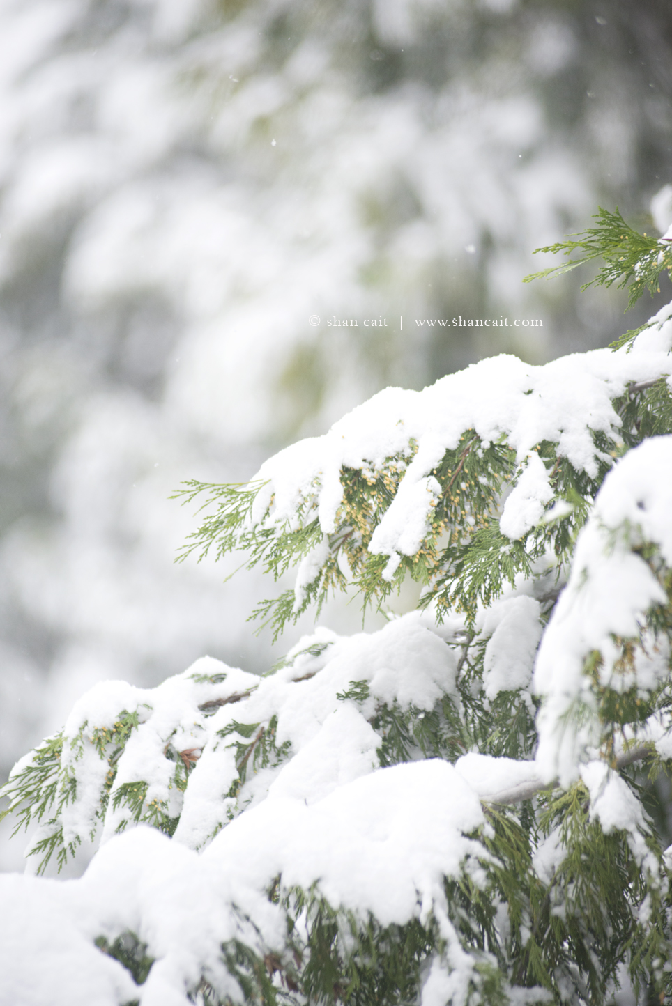 Snow Tree Christmas