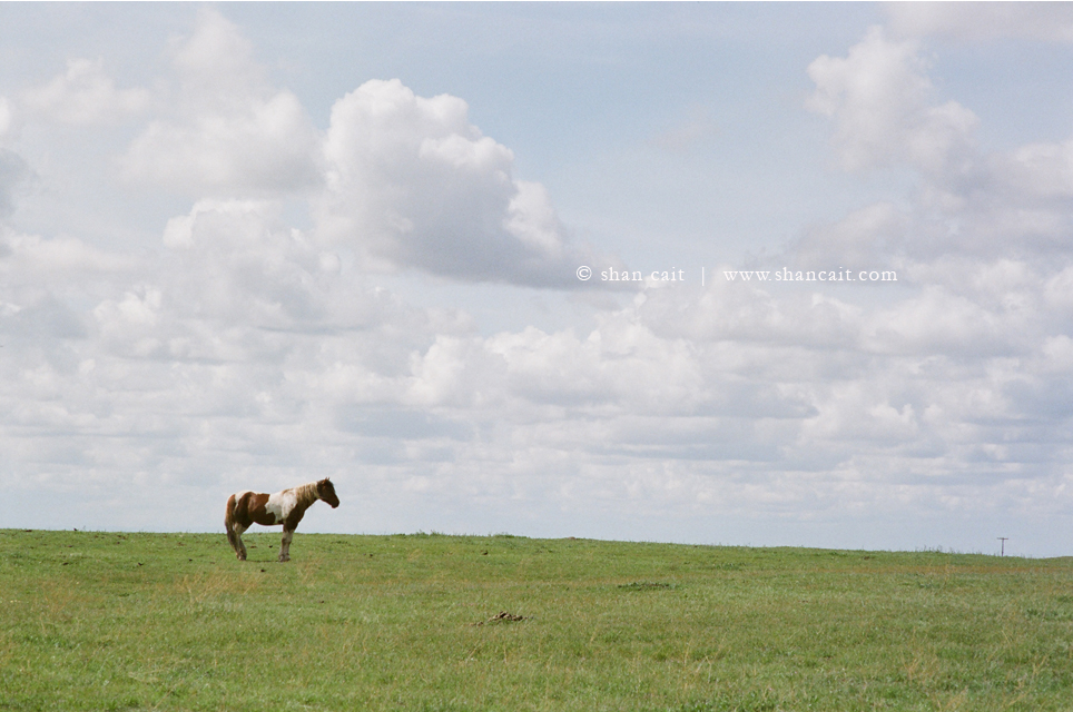 Horses in Field 2