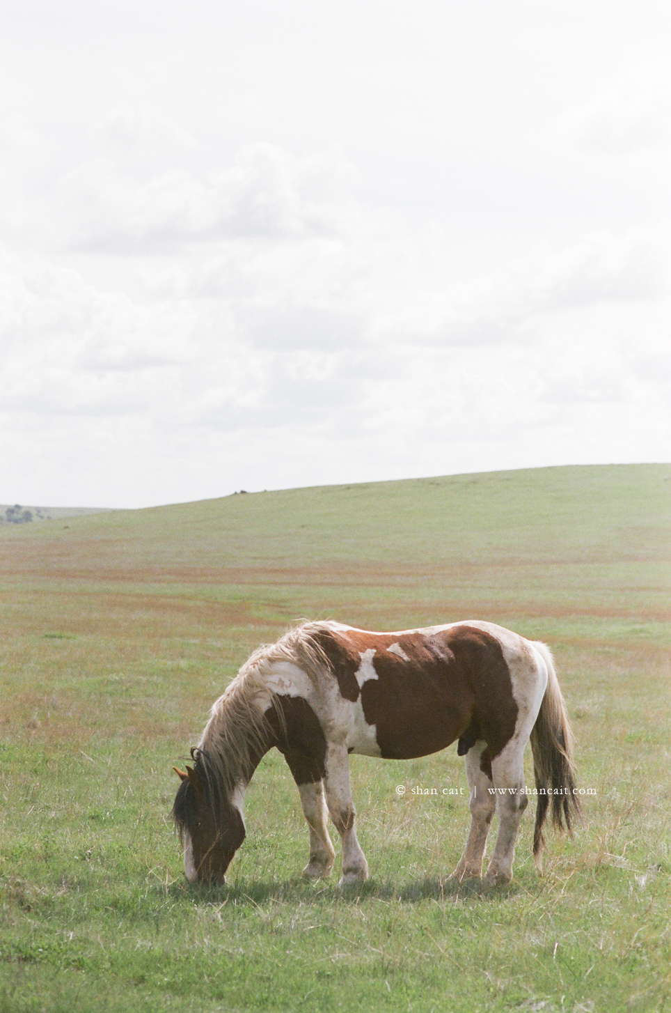 Horses in Field 4