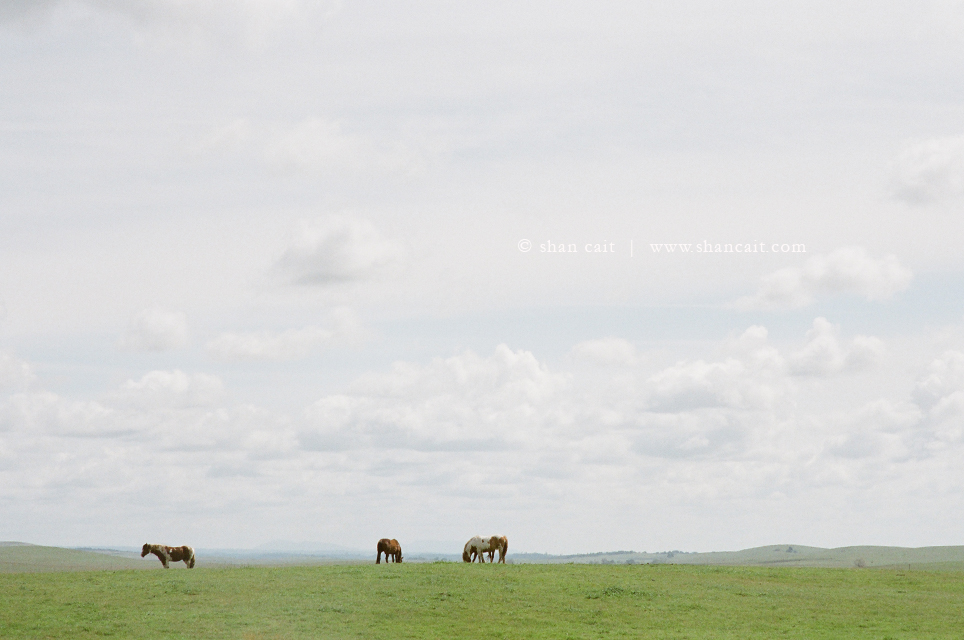 Horses in Field