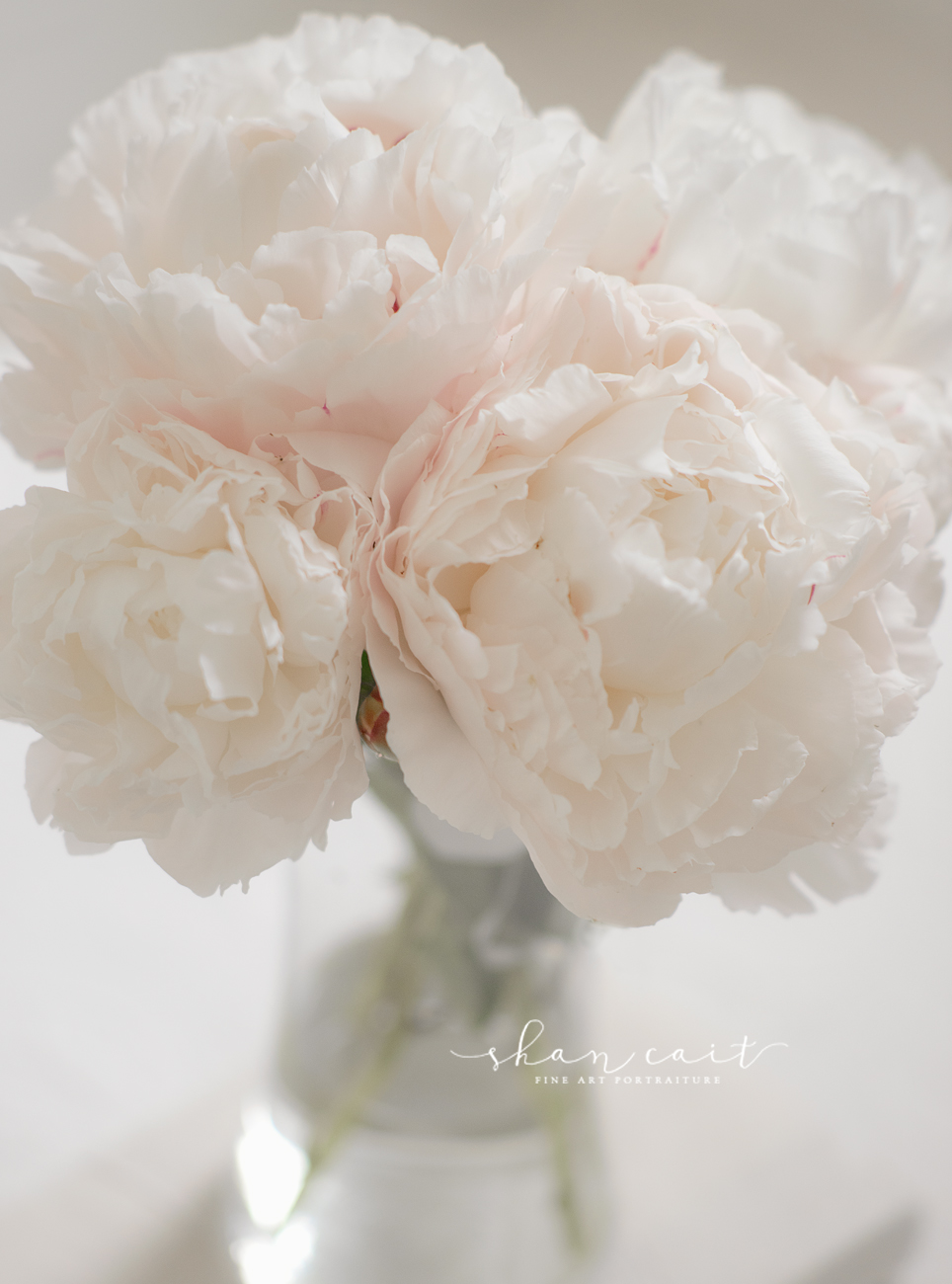 peony art work-peony fine art-peony flower